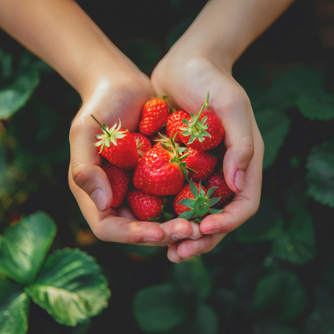 Sweet Strawberries (only one )
