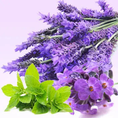 Lavender & Mint