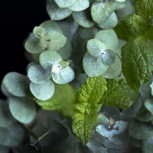 Eucalyptus