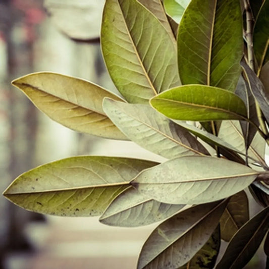 Tobacco & Bayleaf