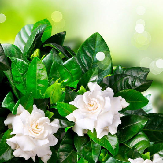 Gardenia